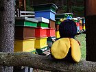 Bild: Besuch in der bunten Bienenstadt! – Klick zum Vergrößern