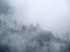 Bild: Nebelwald 02 – Klick zum Vergrößern